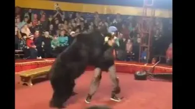 Bear Attacks Man During Live Circus Show