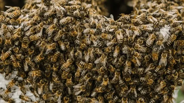 Bee Sting Death: 77-Year Old Tamil Nadu Man Dies After Being Stung Bee Sting Death