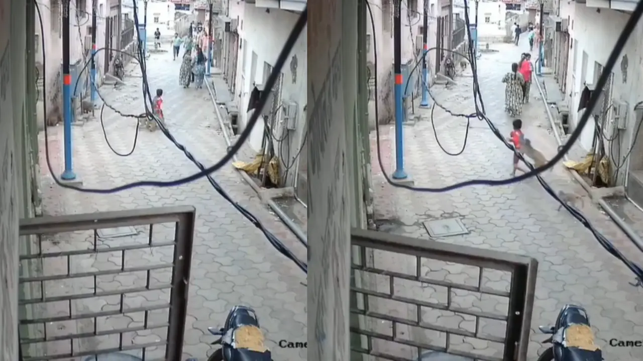 Monkeys Attack 5-Year-Old in UP's Mathura, Shocking Video Caught on Camera Monkey Attack 5 year old in Mathura