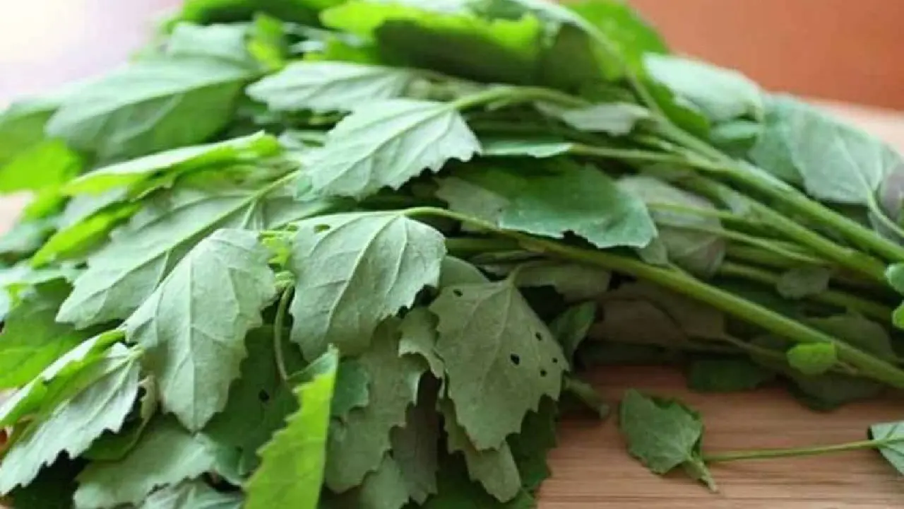 benefits of bathua in hindi