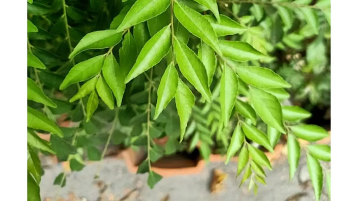 benefits of curry leaves