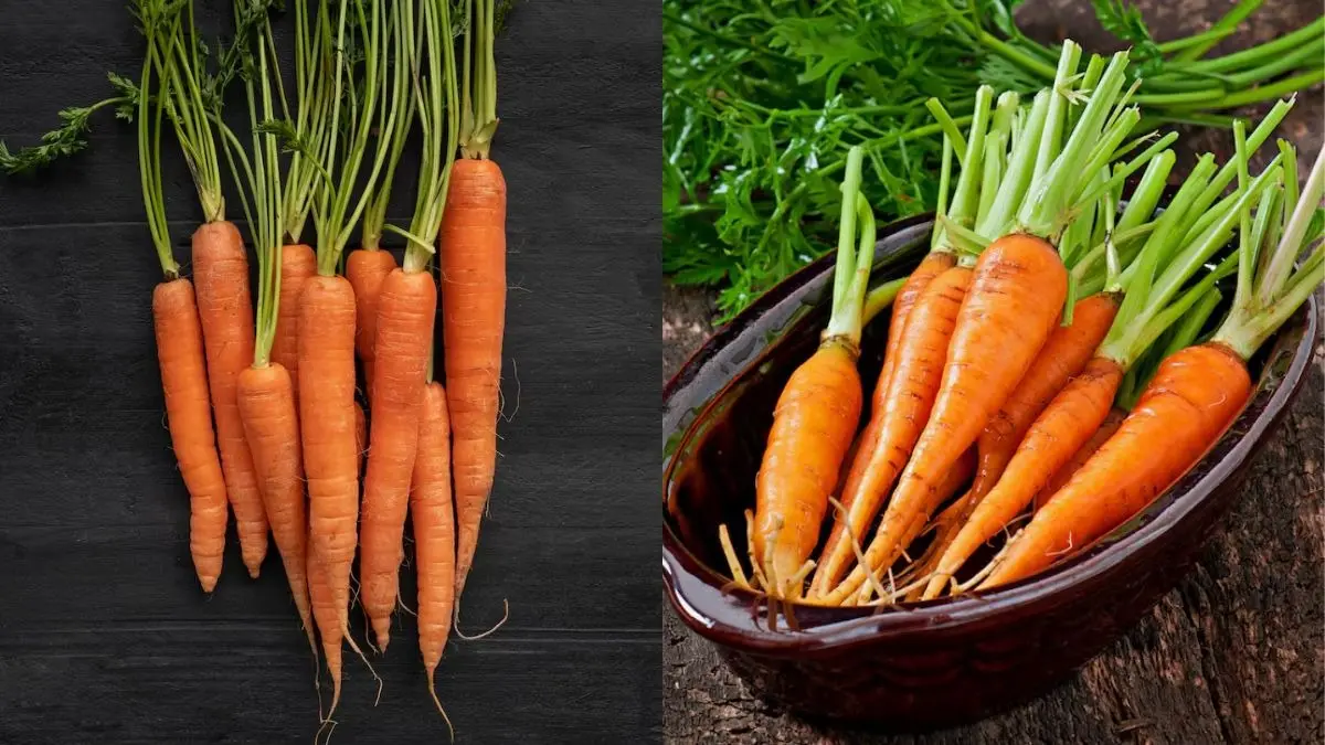 benefits of eating carrort daily