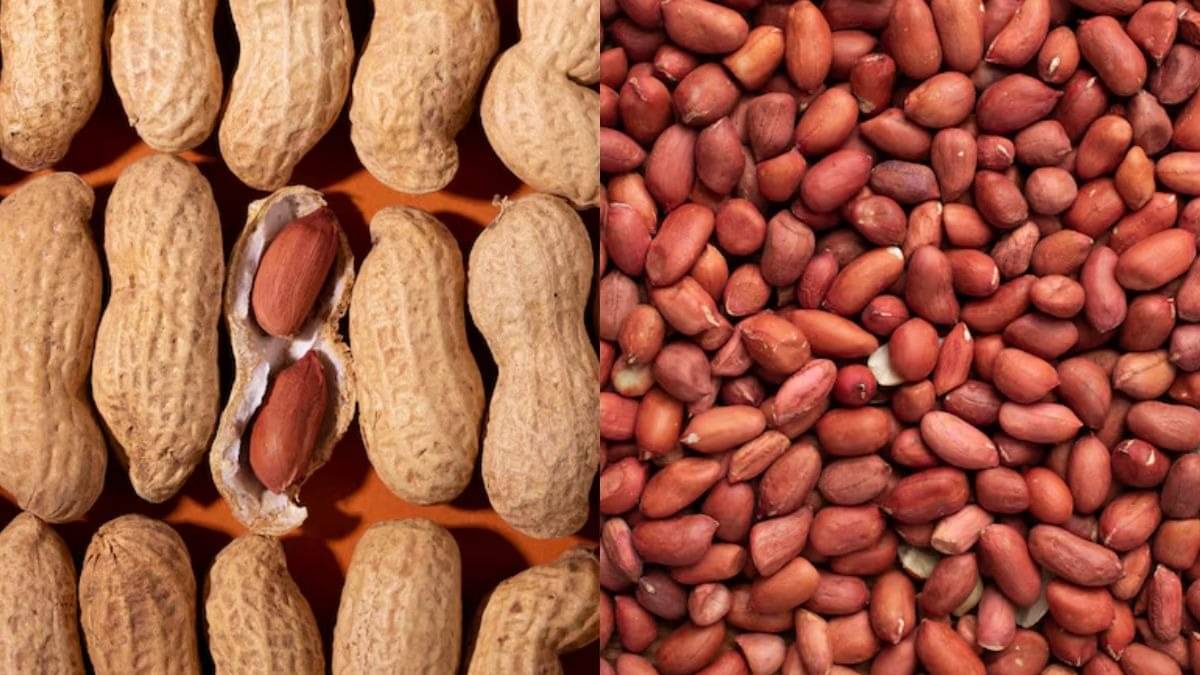 benefits of eating soaked peanuts know right timing and how to eat mungfali khane ke fayde