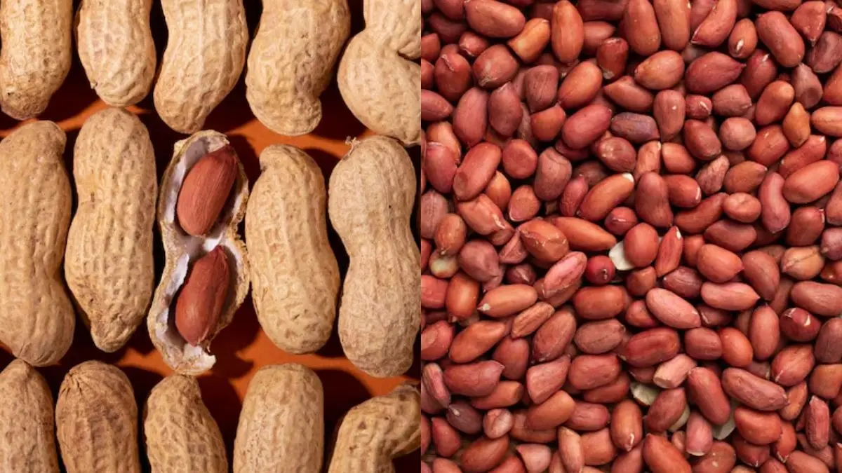 benefits of eating soaked peanuts know right timing and how to eat mungfali khane ke fayde