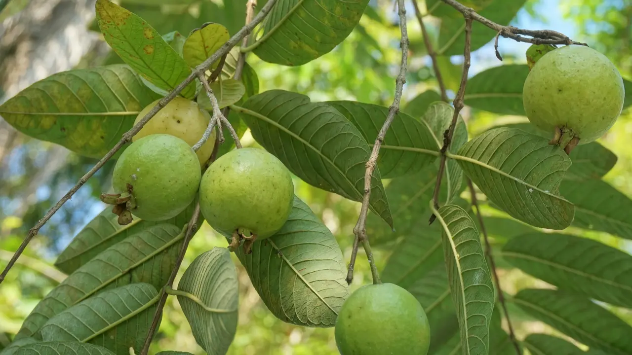 Benefits of guava leaves