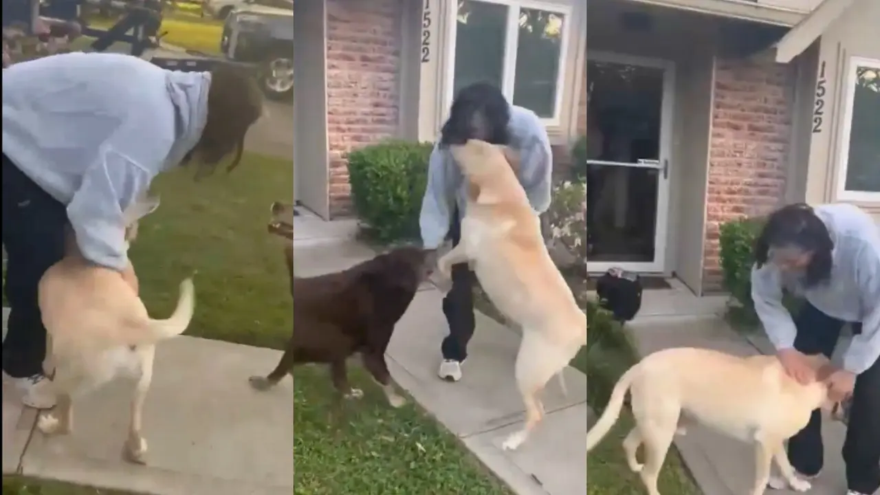 'Best Ever Homecoming': Sunita Williams’ Emotional Reunion with Her Dogs Melts Hearts