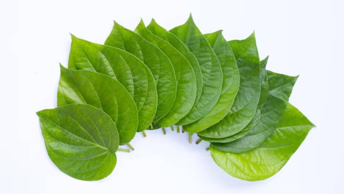 betel leaf benefits  