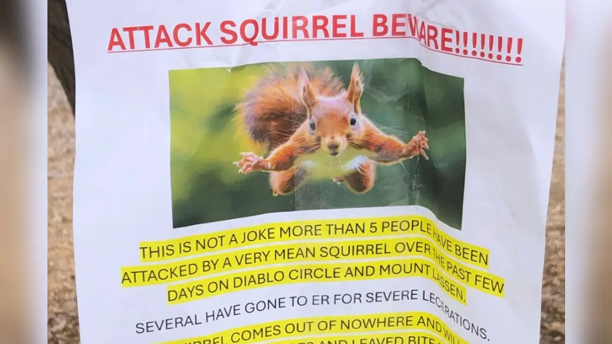 Beware of Nutcracker! This San Francisco Bay Area City is on a Lookout For Angry Yet Cute Attacker Beware of Nutcracker! This San Francisco Bay Area City is on a Lookout For Angry Yet Cute Attacker