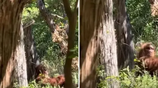 “Scariest Moment of My Life”: Oklahoma Hiker Shares Bigfoot Sighting in Viral Video Bigfoot