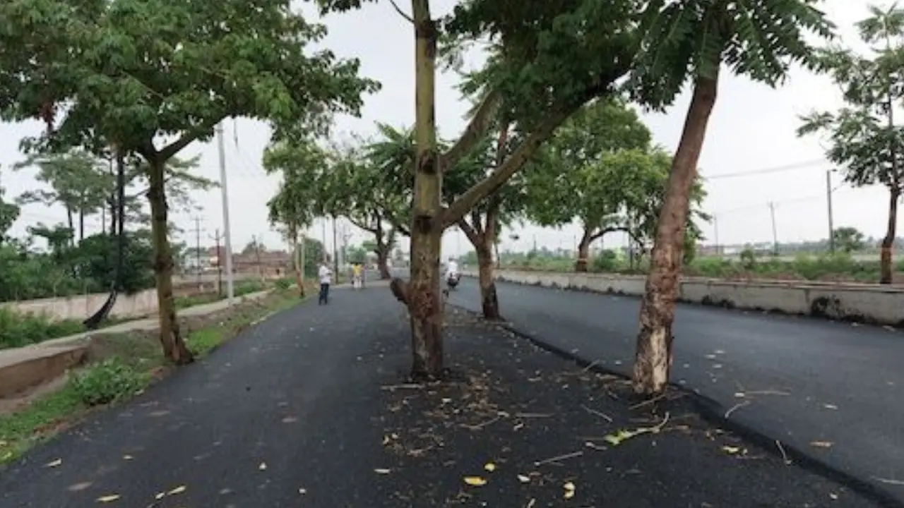 Root of the Problem: Bihar's ₹100-Crore Highway Hits a Tree Jam. Detailed Story Bihar's ₹100-Crore Highway Hits a Tree Jam