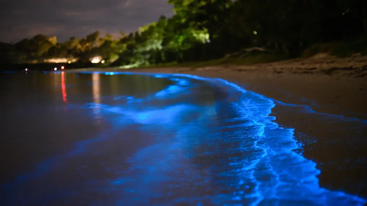 Chennai’s Bioluminescent Waves Weaves Its Magic: Where Else Can You Experience It In India? Bioluminescent waves