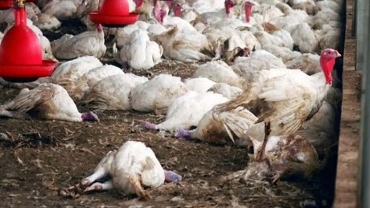 Bird flu in up rampur district
