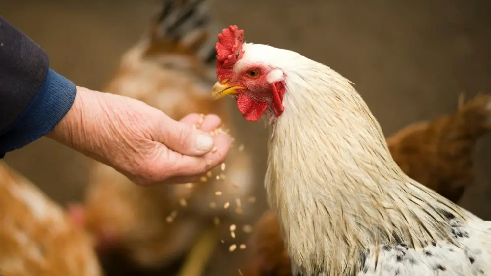 US Reports First Human Death Due to Bird Flu in Louisiana US Reports First Human Death due to Bird Flu Virus