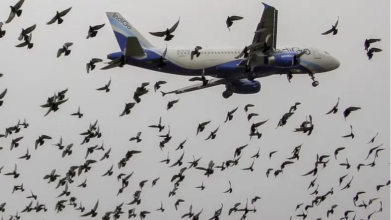 Bird hit incidents a rising concern at the Kolkata airport