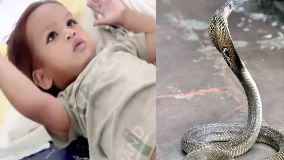 Bihar Boy Kills Cobra Snake
