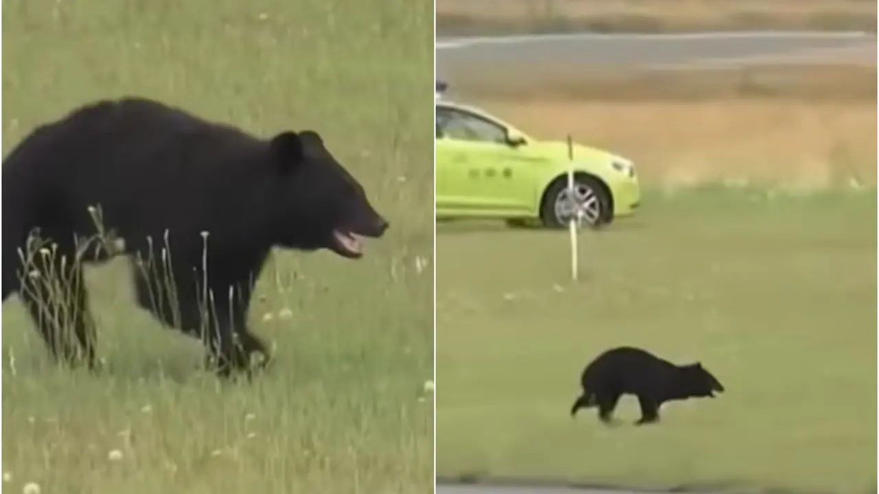 Black bear spotted at Japan's Yamagata Airport.