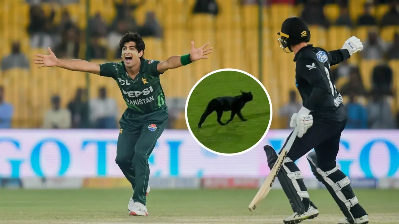 black cat entry on ground during pakistan vs new zealand final match in karachi