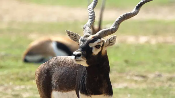 ओडिशा के गंजाम में काले हिरणों की संख्या बढ़कर 8,789 हुई Blackbuck