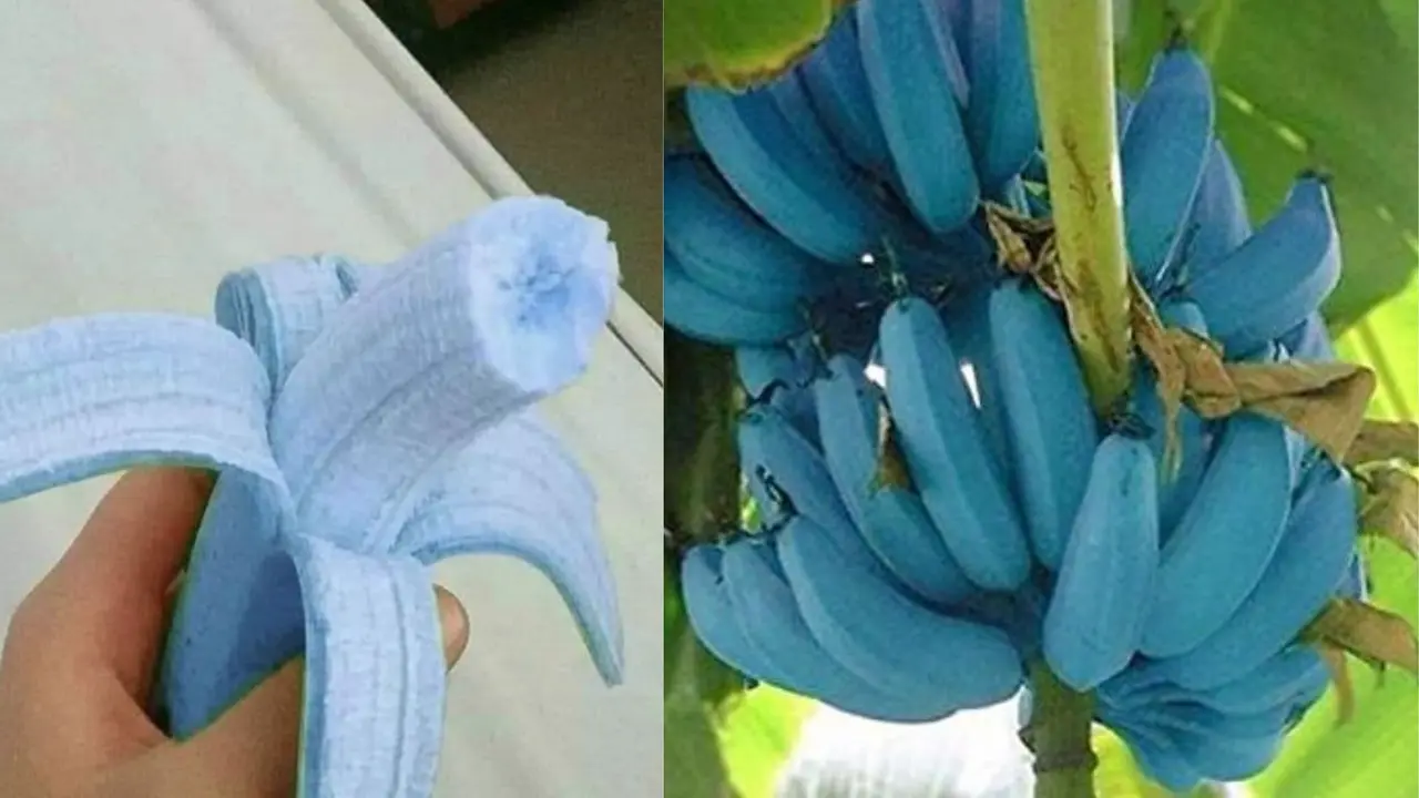 Blue java banana