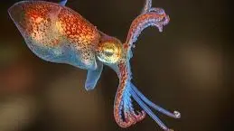 Bobtail Squid