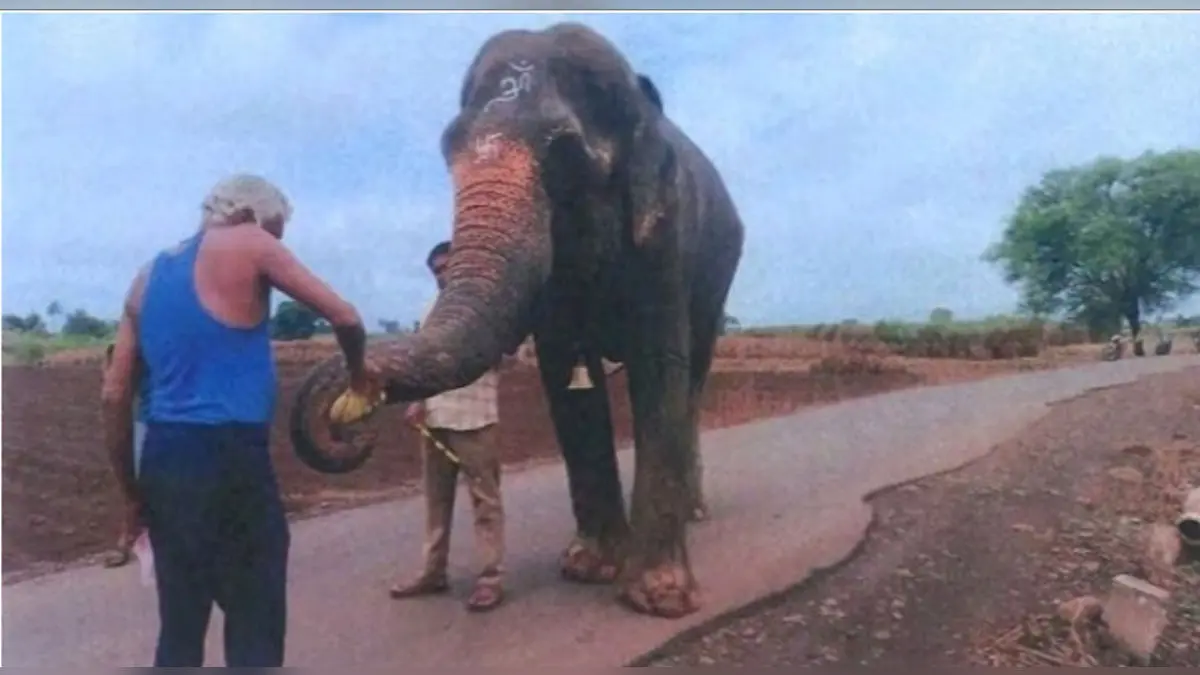 Bombay HC Approves Transfer of Elephant Mahadevi to Gujarat Sanctuary Backed by Anant Ambani’s Radhe Krishna Trust