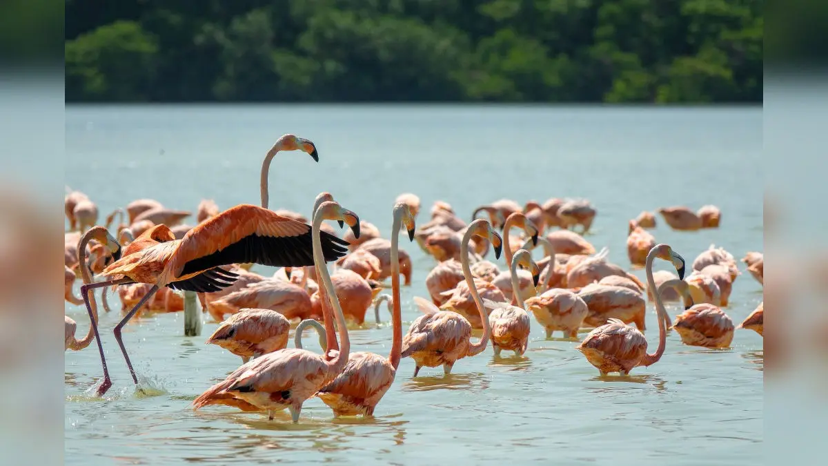Breathtaking Pink Hues: Hundreds of Flamingos Flock to Thoothukudi Coast