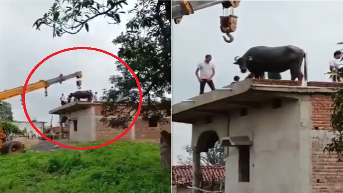 Buffalo rescued using crane in MP's Singrauli