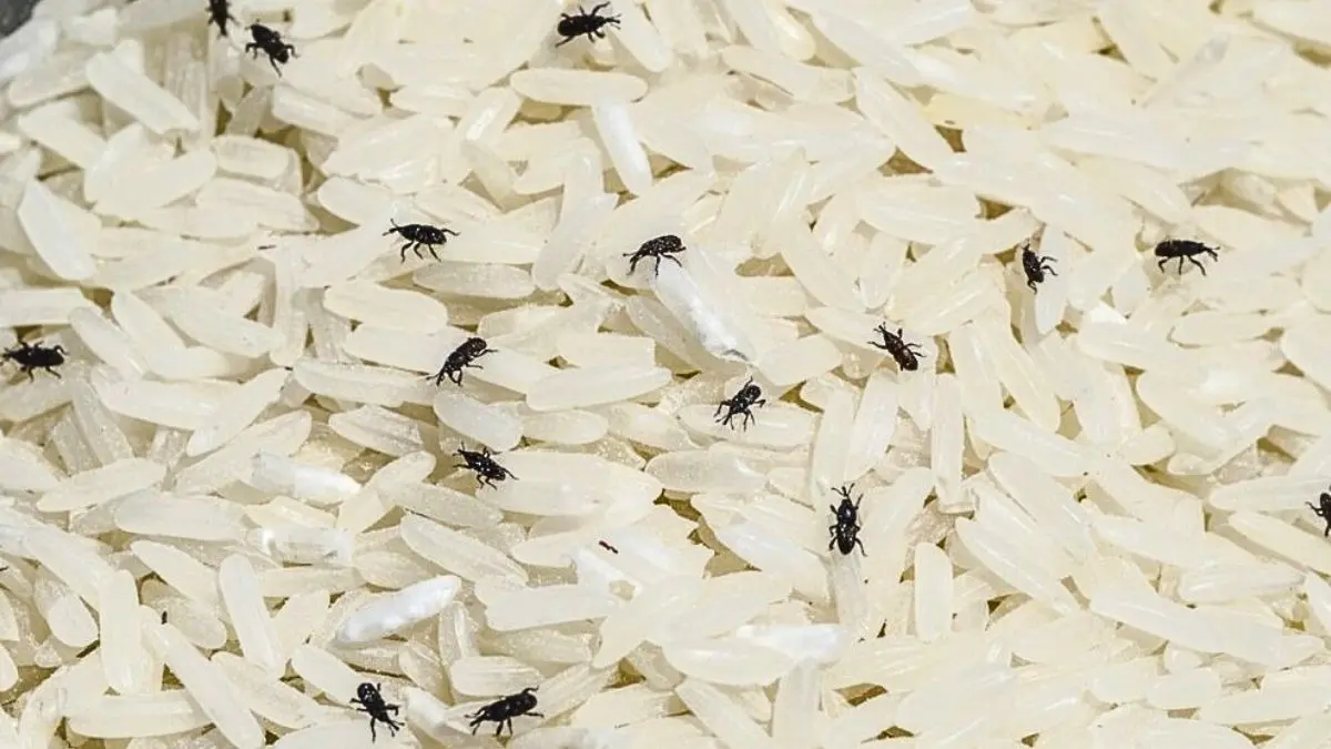 Bug-Free Rice