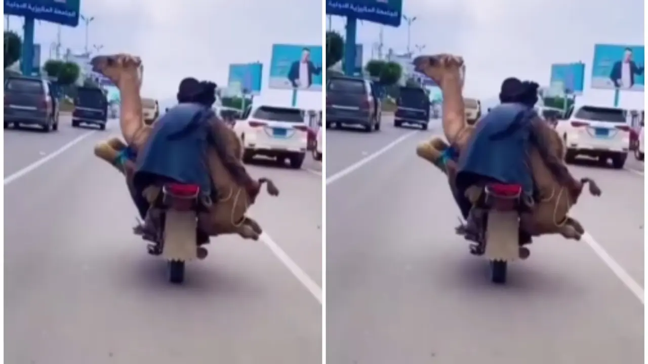 Watch: Men Carry Camel on Motorcycle, Leaving People Stunned in Viral Video Camel on Bike