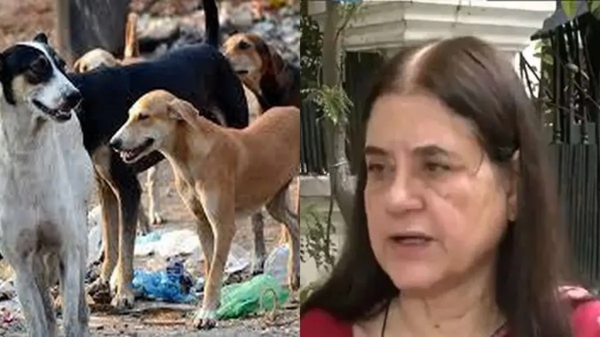 'Can't Be Put Into Practice...': Maneka Gandhi Criticises SC Ruling On Stray Dogs As Impractical