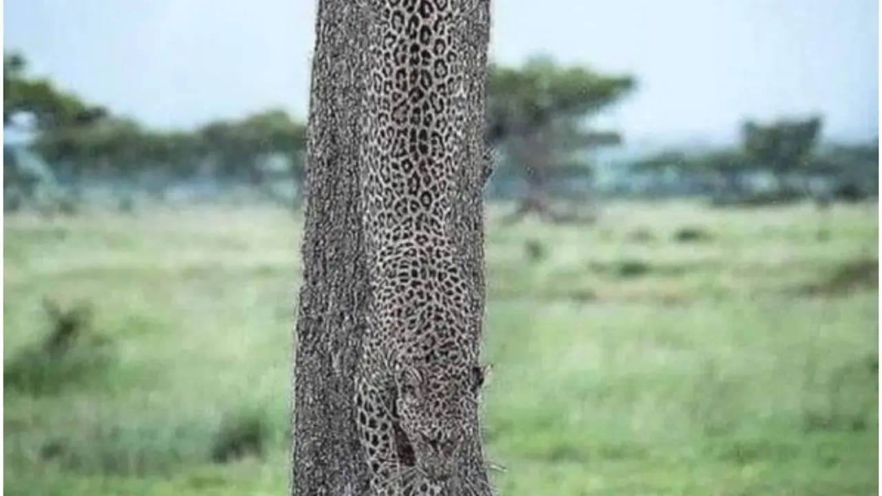 Can you spot the hidden leopard in this amazing nature brain teaser?