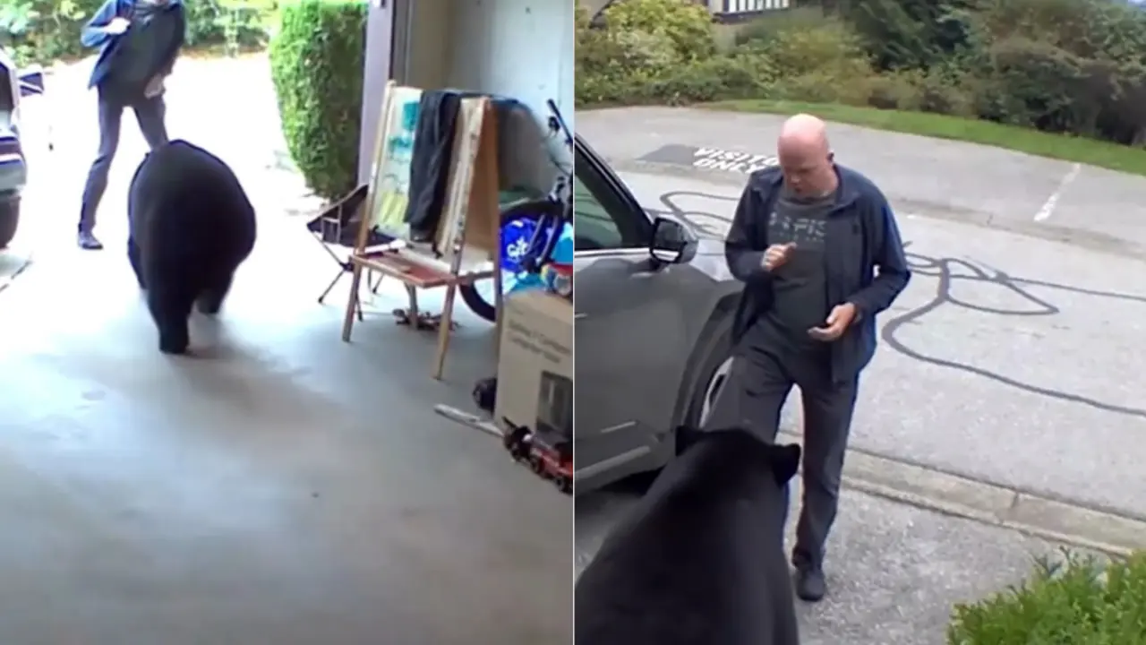 Canadian Man Encounters Mother and baby Bear in Garage Canada Man encounters Bear in Garage