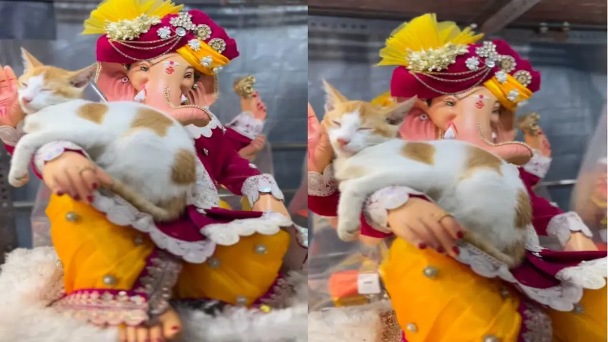 'Bro Is In Safe Hands': Heartwarming Video Shows Cat Peacefully Sleeps On Lord Ganesh’s Idol Hand, Winning Hundreds Of Hearts Cat peacefully sleeps on Lord Ganesha's Idol