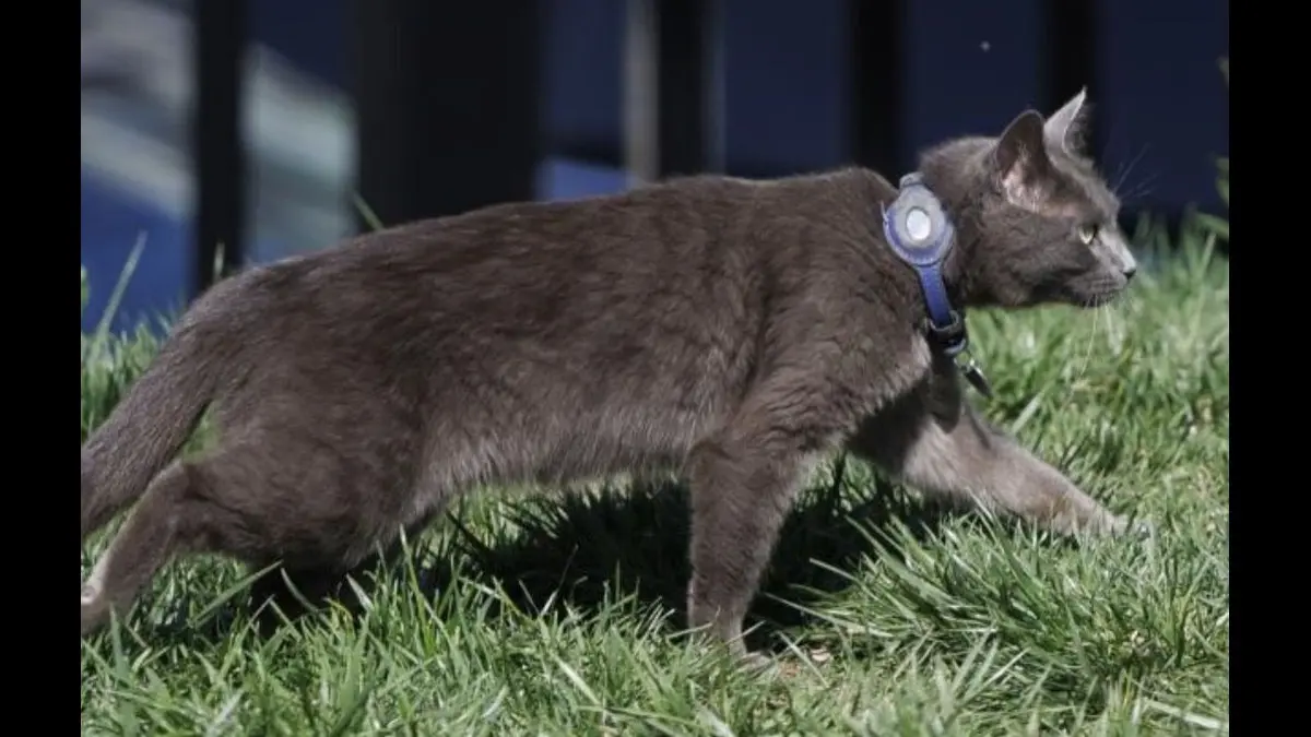 Grey Cat Wearing Collar, Name Tag Trespasses On White House Grounds. This Happens Next Cat, White House