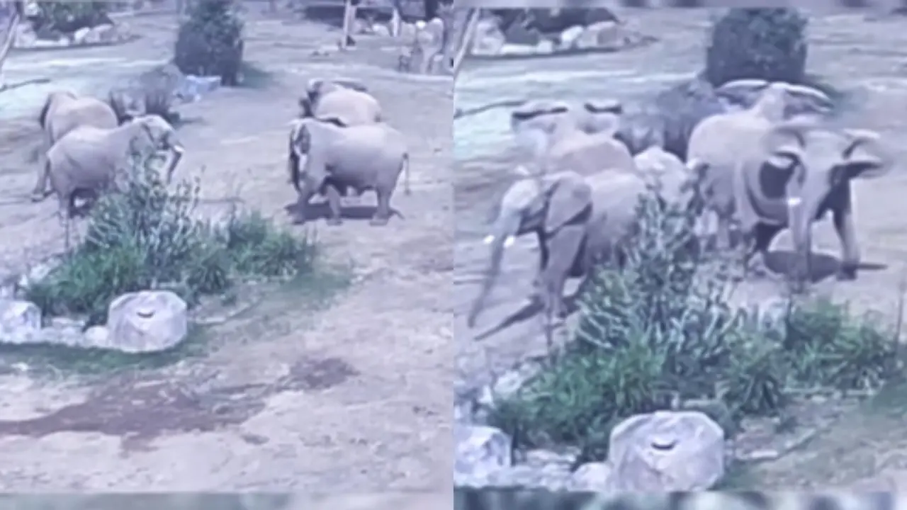 Caught on Camera: How Elephants at San Diego Zoo Huddled to Protect Young Ones During Earthquake