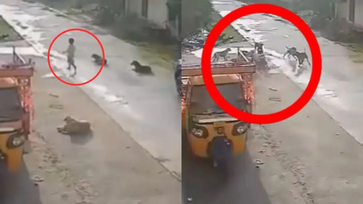 VIDEO | Child Mauled by Stray Dogs in Warangal Sparks Outrage CCTV footage captures young girl being mauled by stray dogs in Warangal, sparking outrage