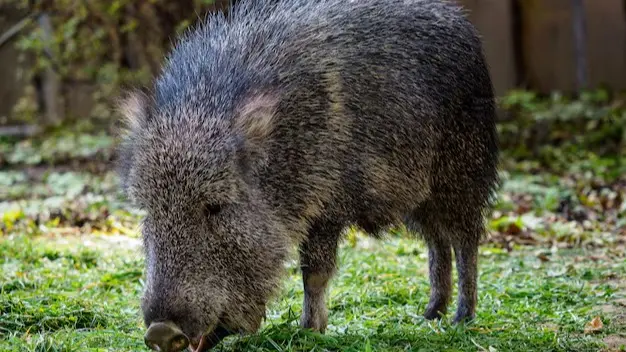 Animals That Were Rediscovered After Being Declared Extinct Chacoan peccary