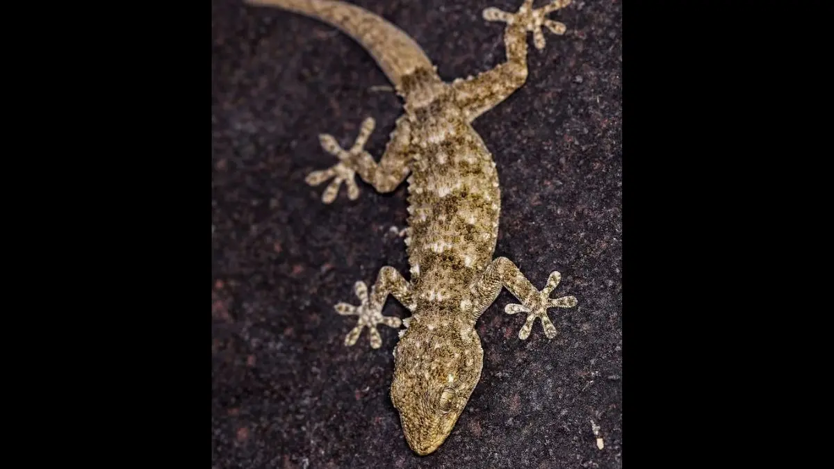 Cheap Lizard Removal Tips