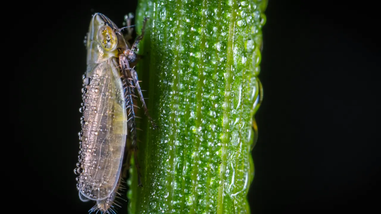 Check out some amazing animals that are skilled in jumping high.