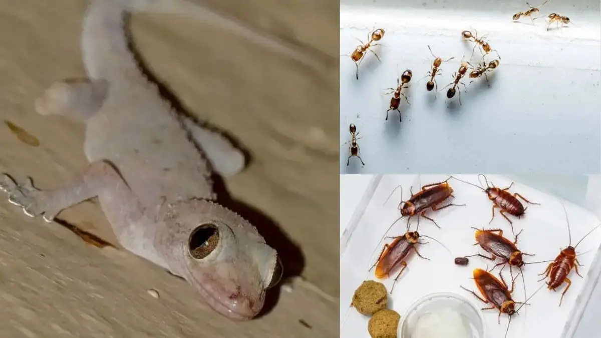 छिपकली और कॉकरोच भगाने के देसी नुस्खे