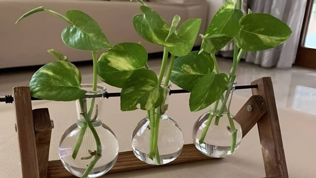 Description of the pic