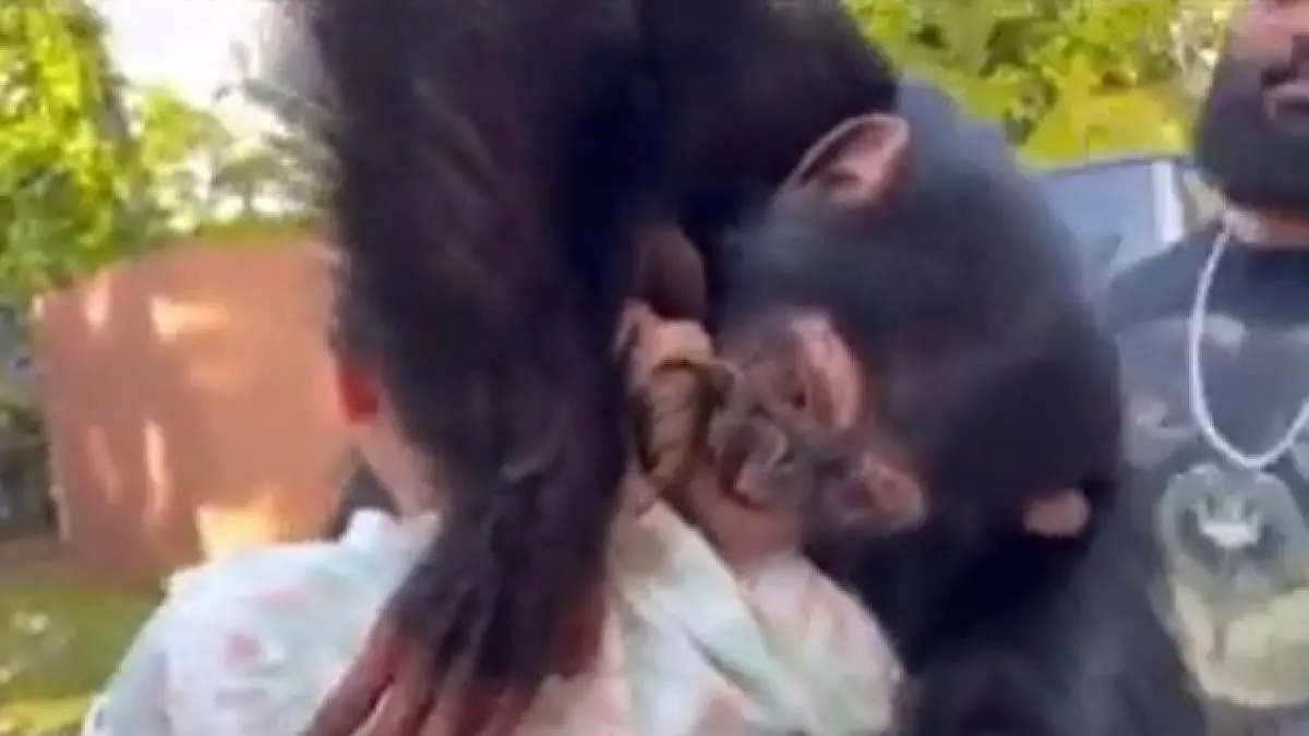Chimpanzee Emotional Video
