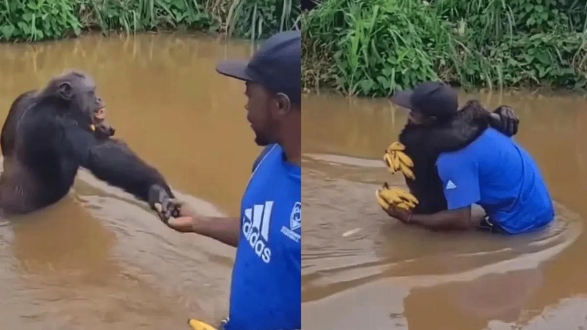 Chimpanzees Hugs Man to Thank Him for Bananas in Heartwarming Viral Video