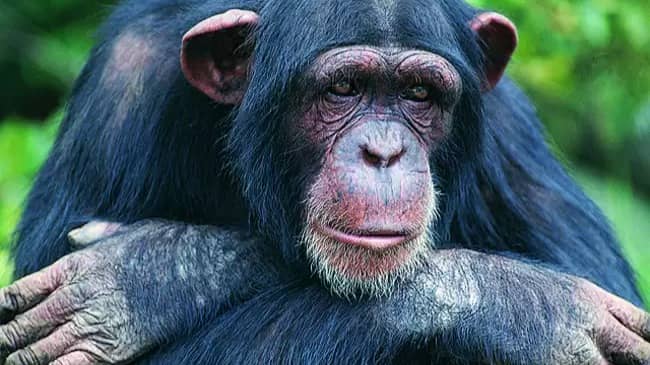 Chimpanzees: While primarily herbivorous, chimpanzees have been observed killing and consuming infants from other groups.