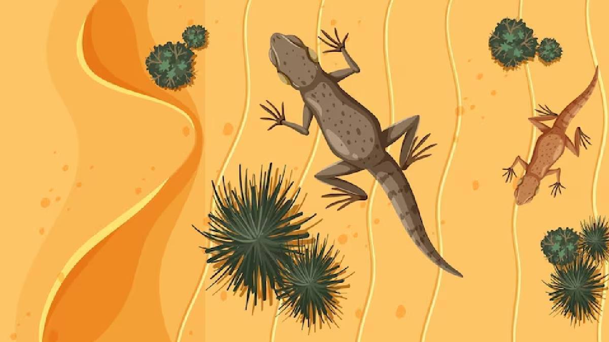 Description of the pic