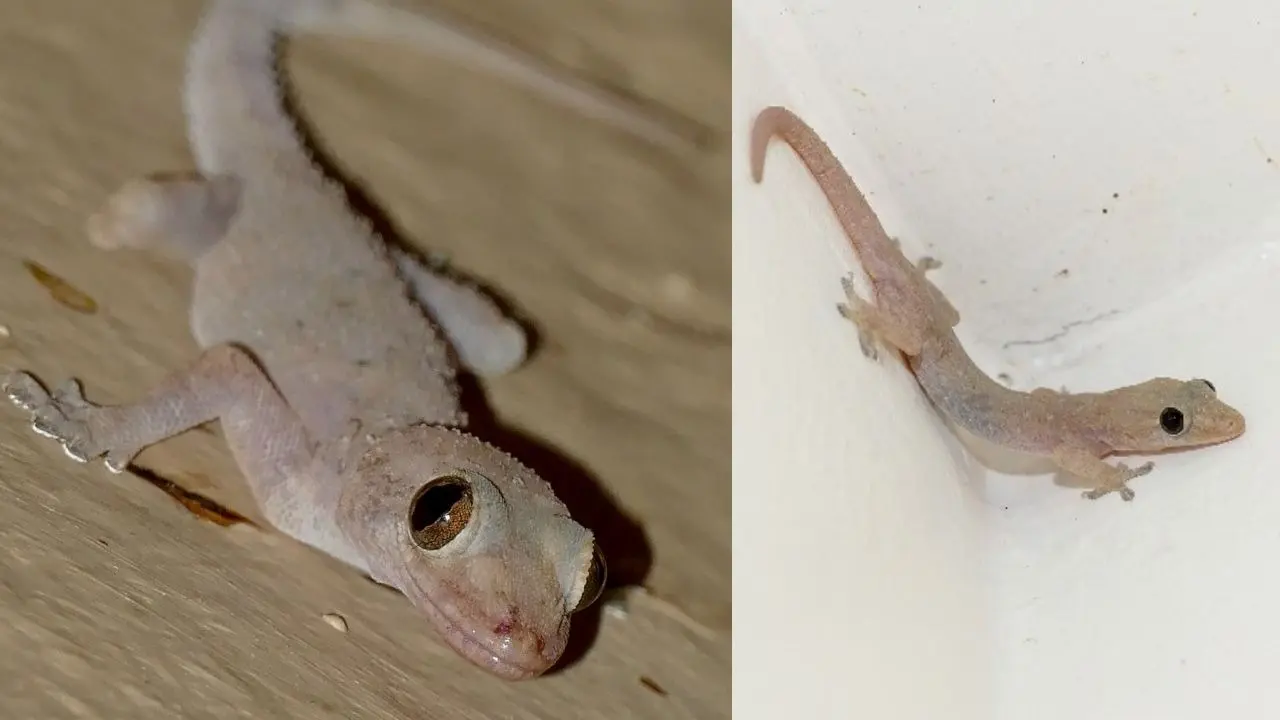 Chipkali bhagane ke upay