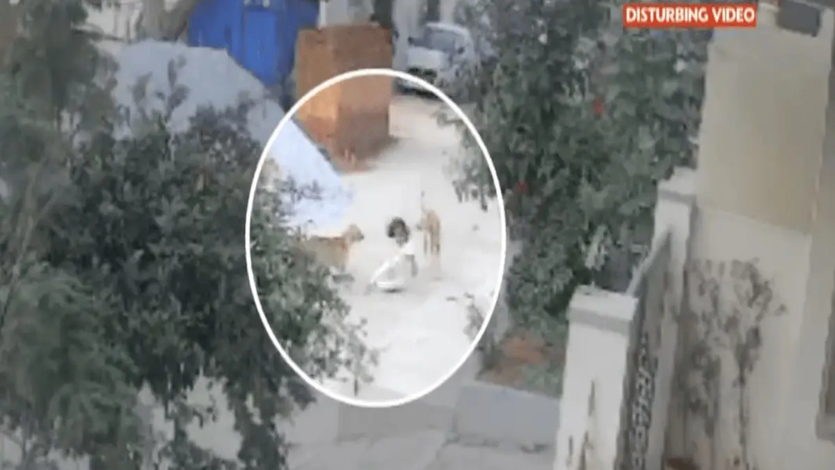 Chitradurga stray dog attack