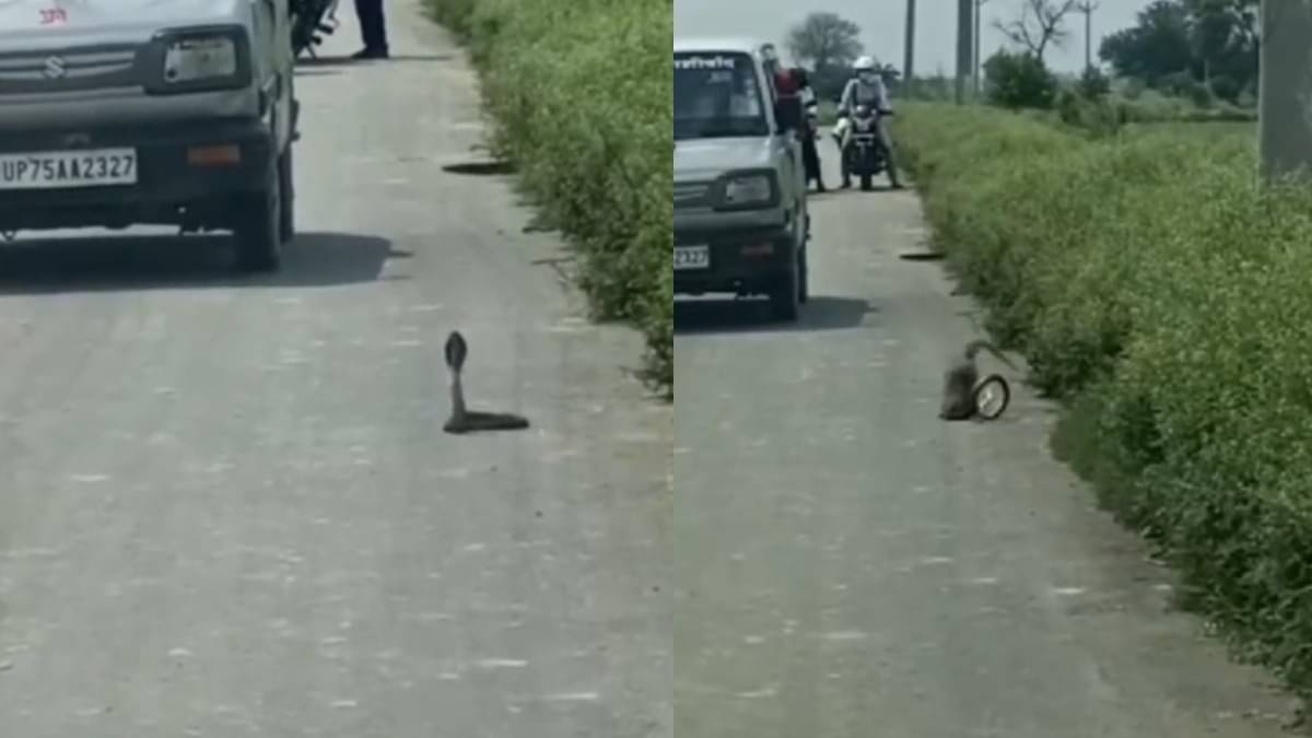 Cobra-Mangoose-Fight