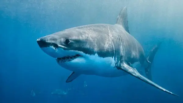 Cocaine Found in Sharks Off Brazil Coast