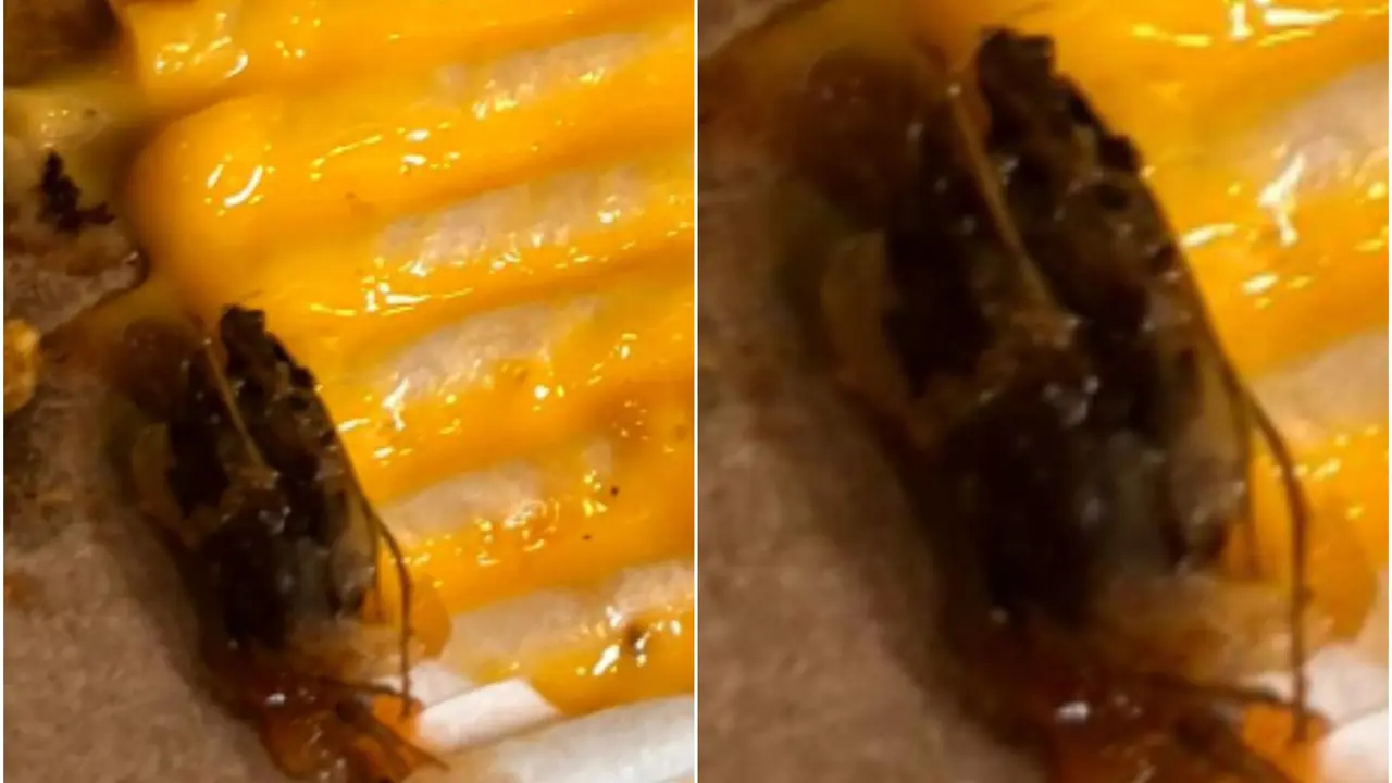 Hydrabad Man Finds Cockroach As Topping On Dominos Pizza, Staff Claims It 'Mushroom' cockroach on Domino's Pizza